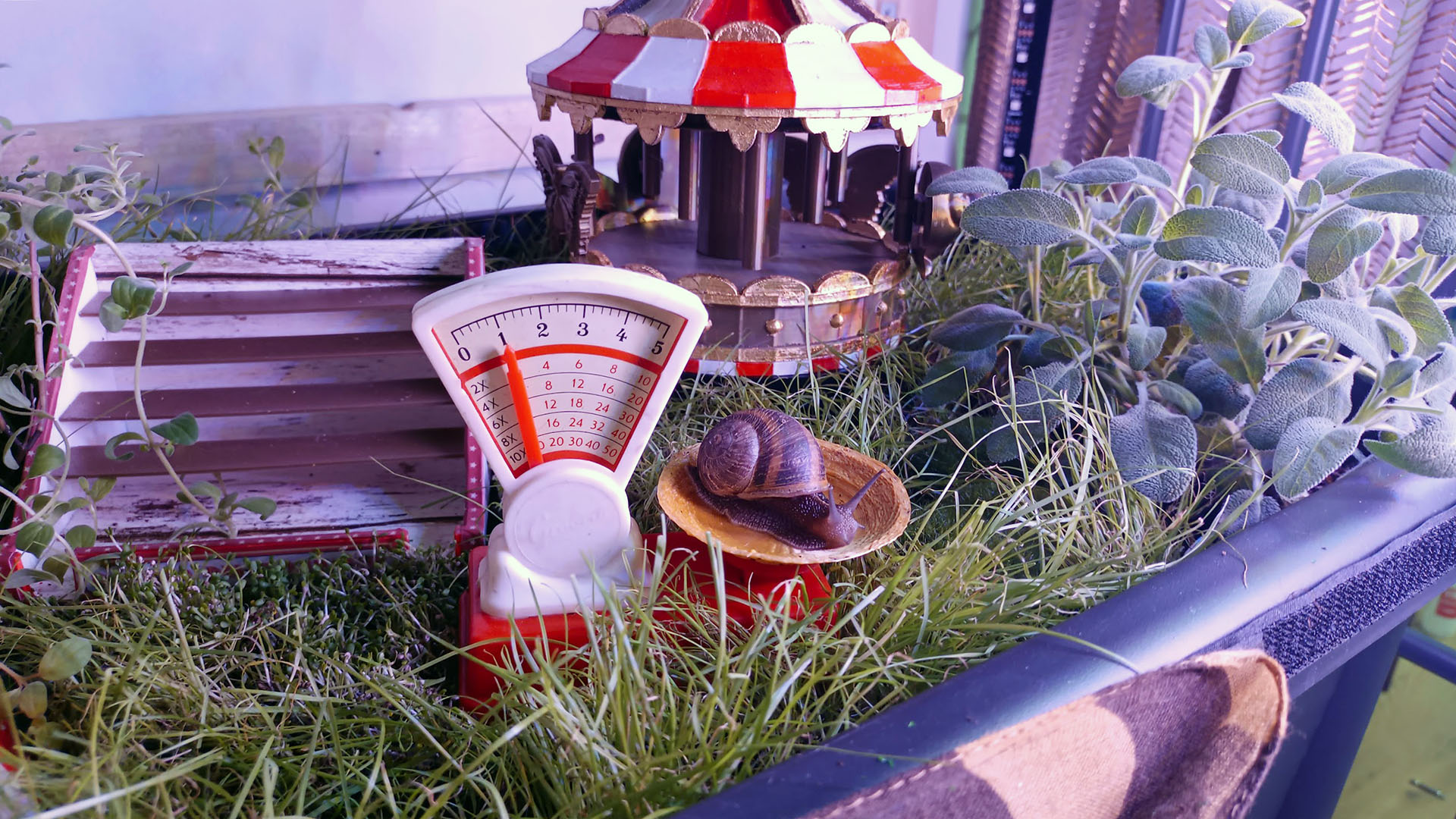 The circus weighing station, a miniature scaffold structure where snail performers are checked in